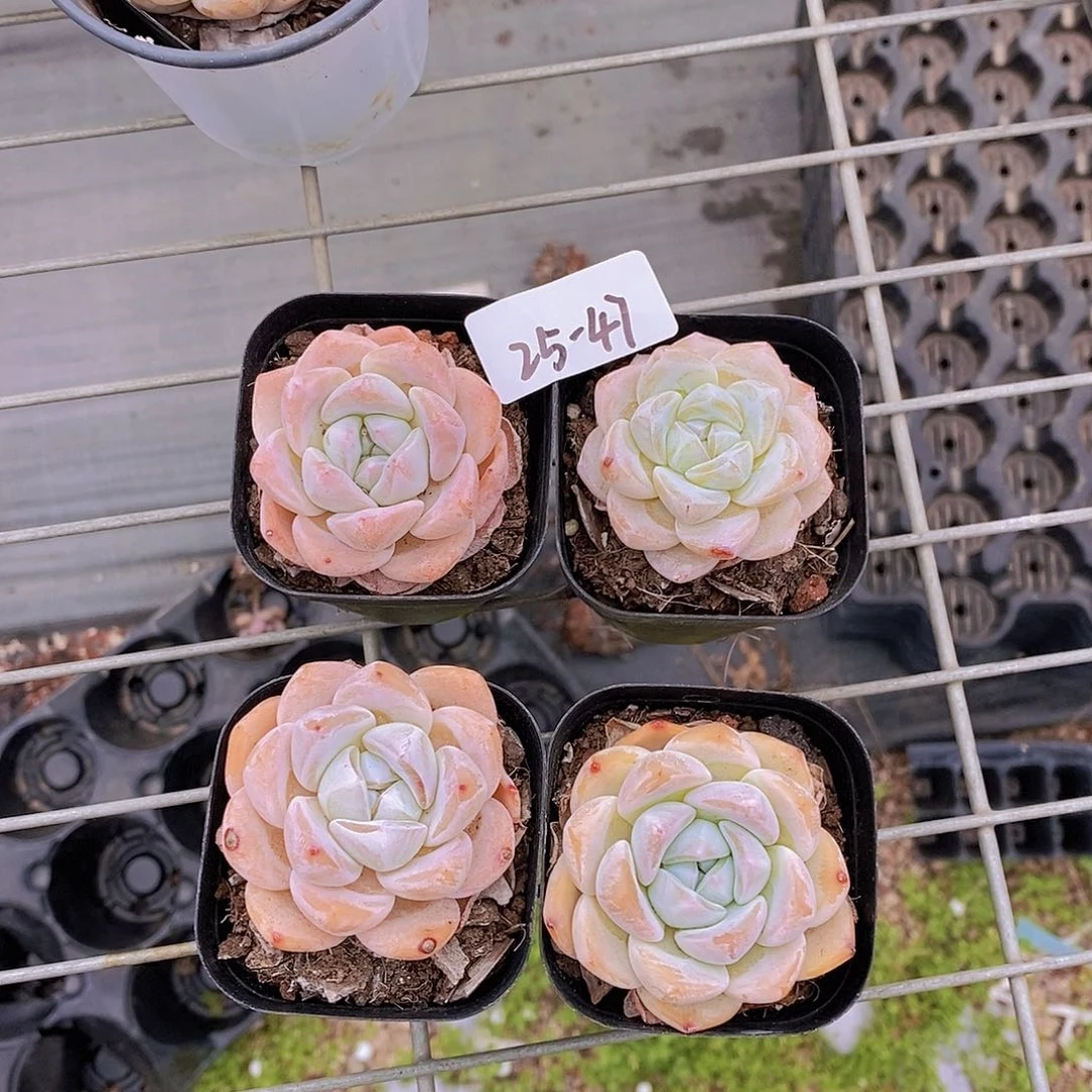 25-47-  状态福利冰橙单头2颗 量拍