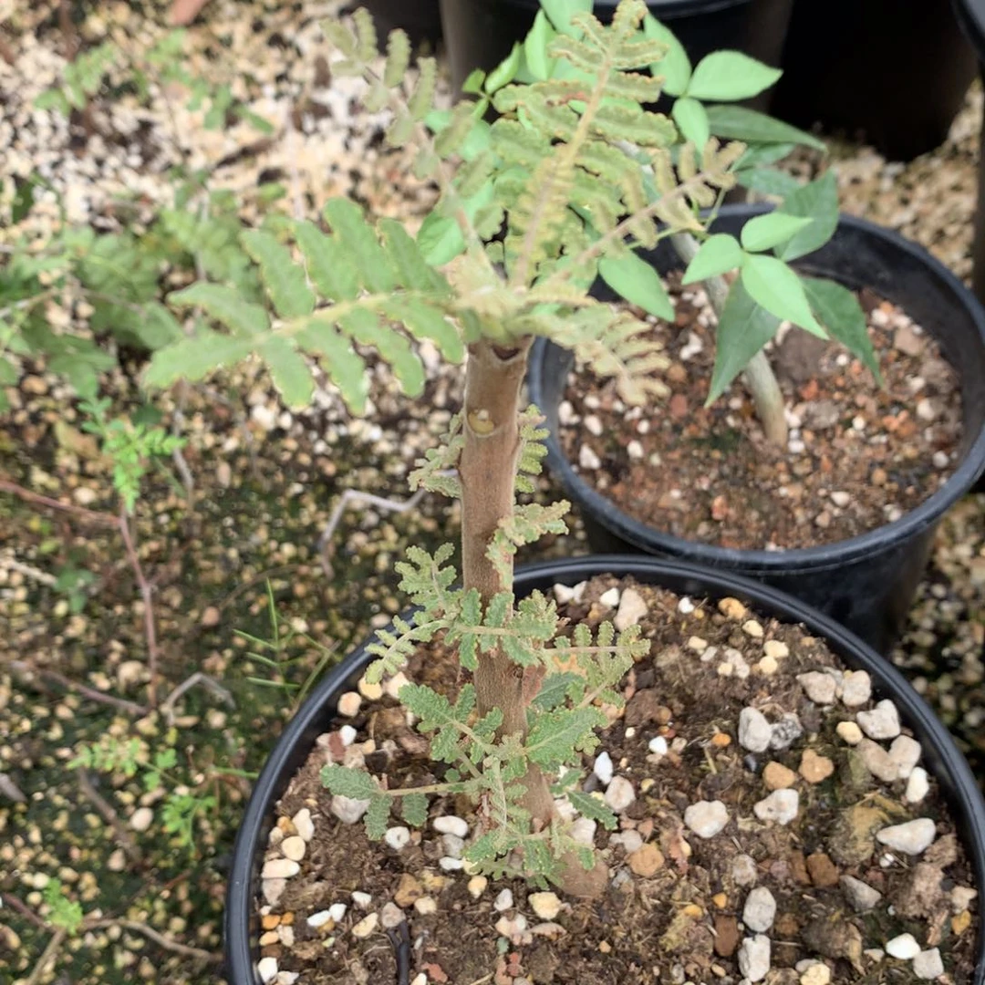 K***g完全开放布拉塔乳香高压扦插