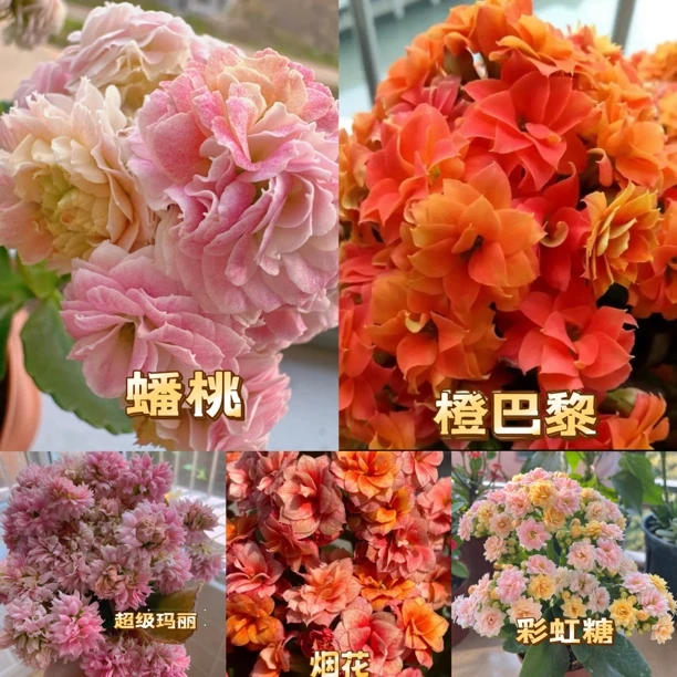 长寿花小苗5个品种5个色包对版包对色一代苗顶芽培育