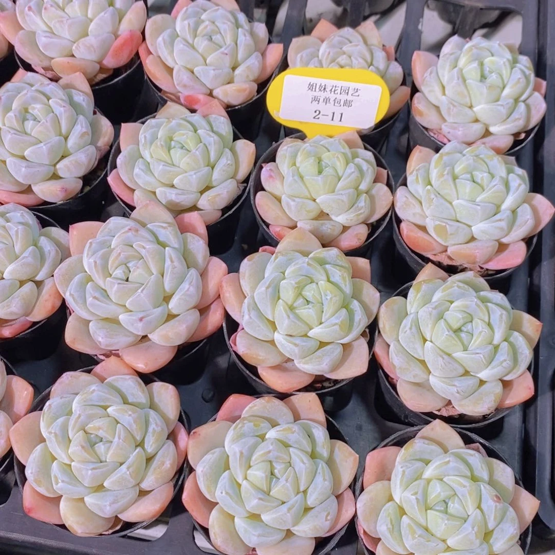 2-11-M胖体雪媚娘单头两个