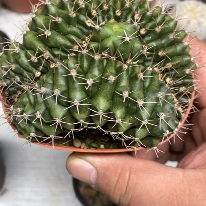 实生翠皇冠缀特价