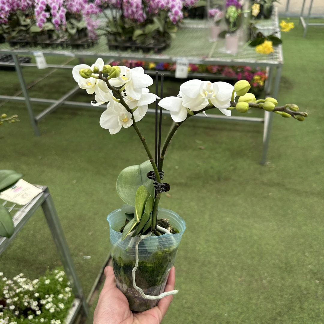 【王大拿】蝴蝶兰《艾莎公主》阳台桌面盆栽花卉花苞株