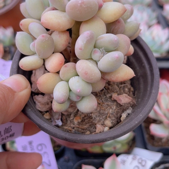 苹果奶多肉植物240