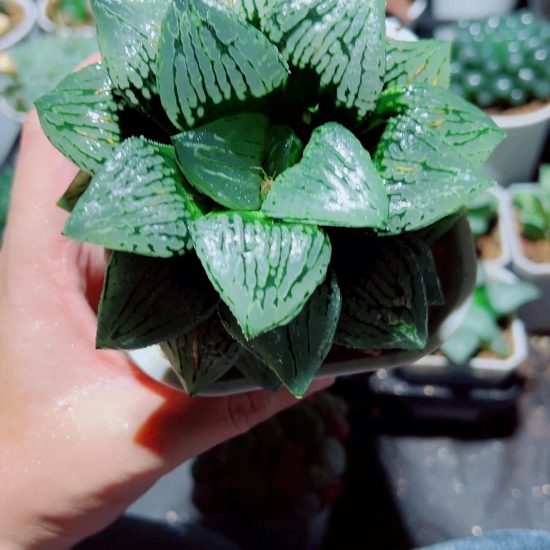 母本马丽丽多肉植物