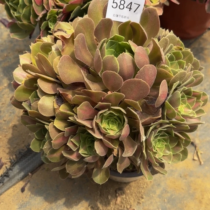 女巫中班阴阳多肉处理不包断头5847