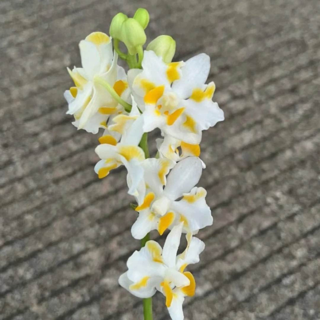 湾湾稀缺花苗【金镶白猫】2.8寸杯带花剑根系可以可挑苗