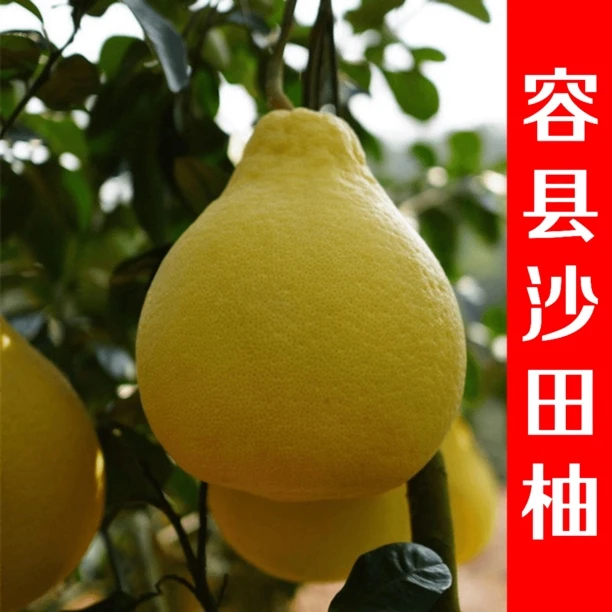 正宗广西容县沙田柚子特产当季现摘新鲜孕妇白肉水果纯甜无酸包邮