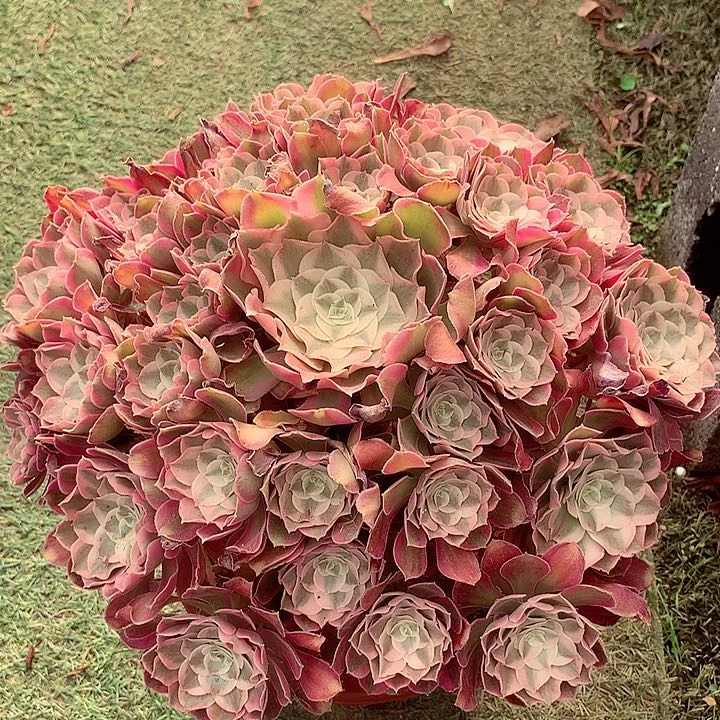 男神捧花，多肉植物