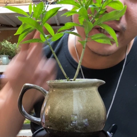 红陶一物一拍所见即所得275