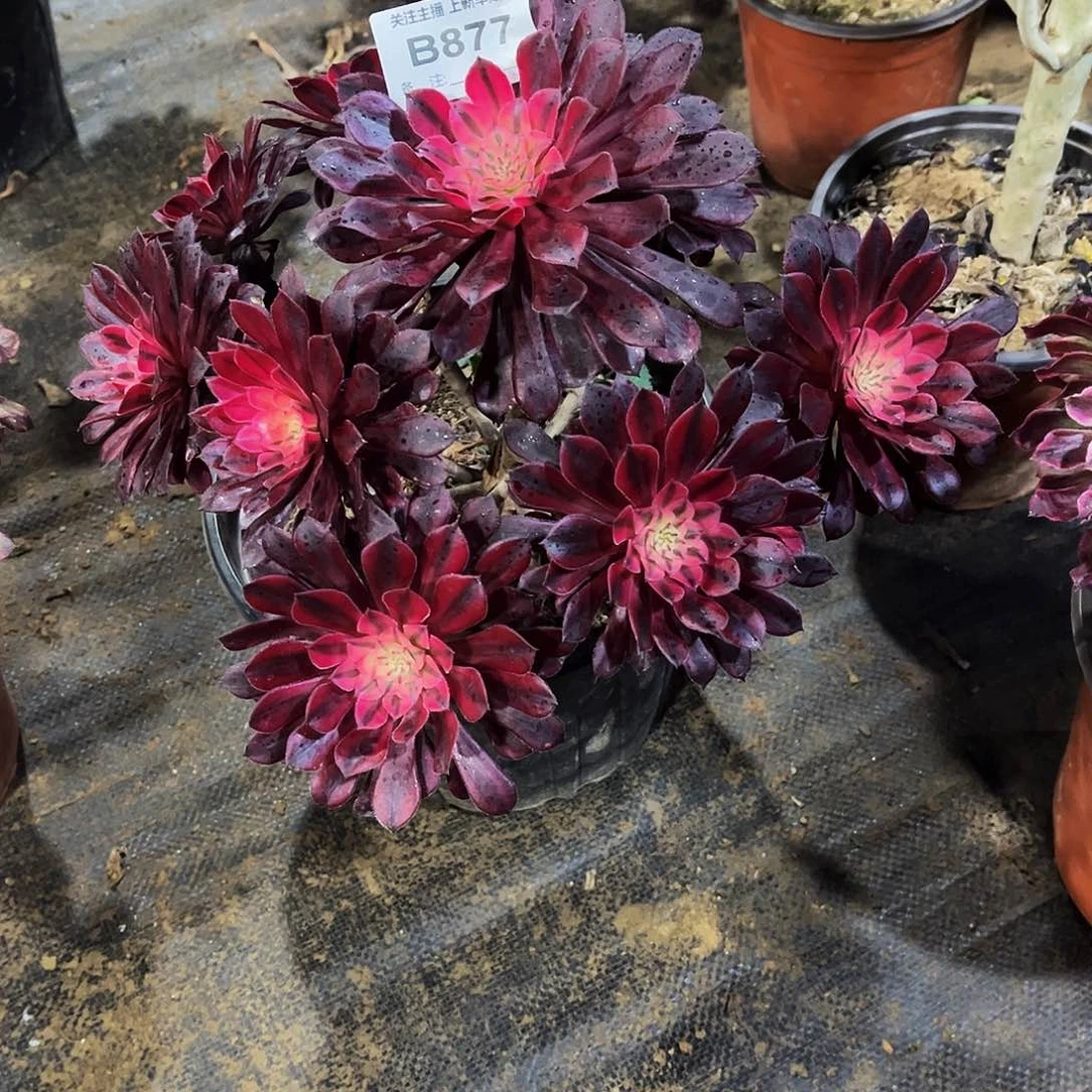 多肉877月亮女神法师