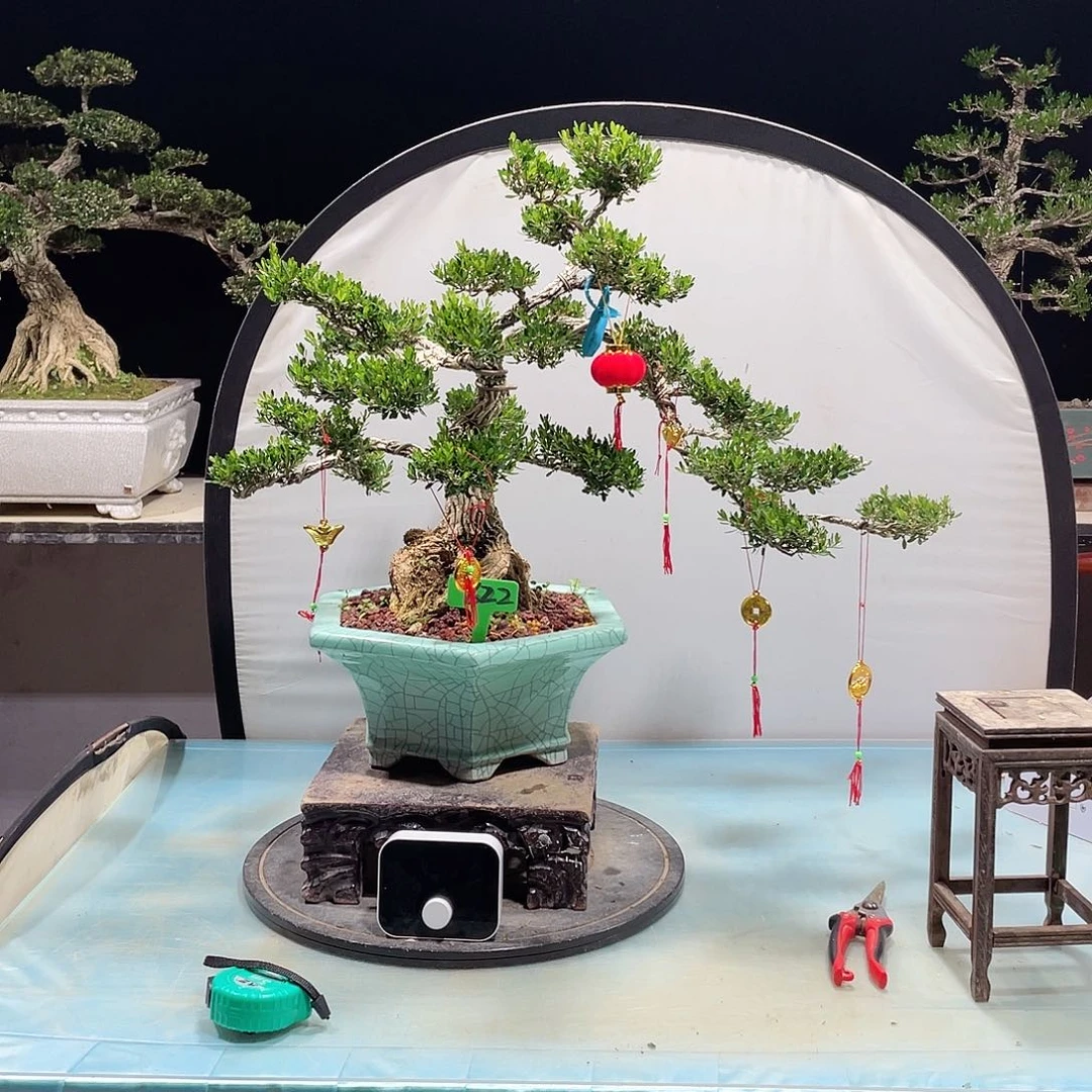 黄杨黄杨黄杨黄杨