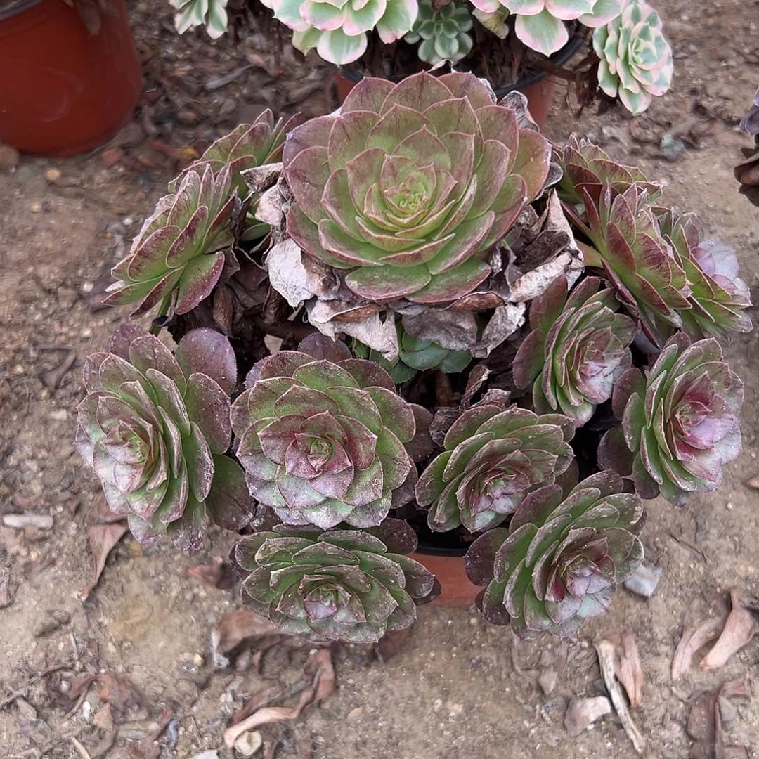 多肉植物黑魔老庄