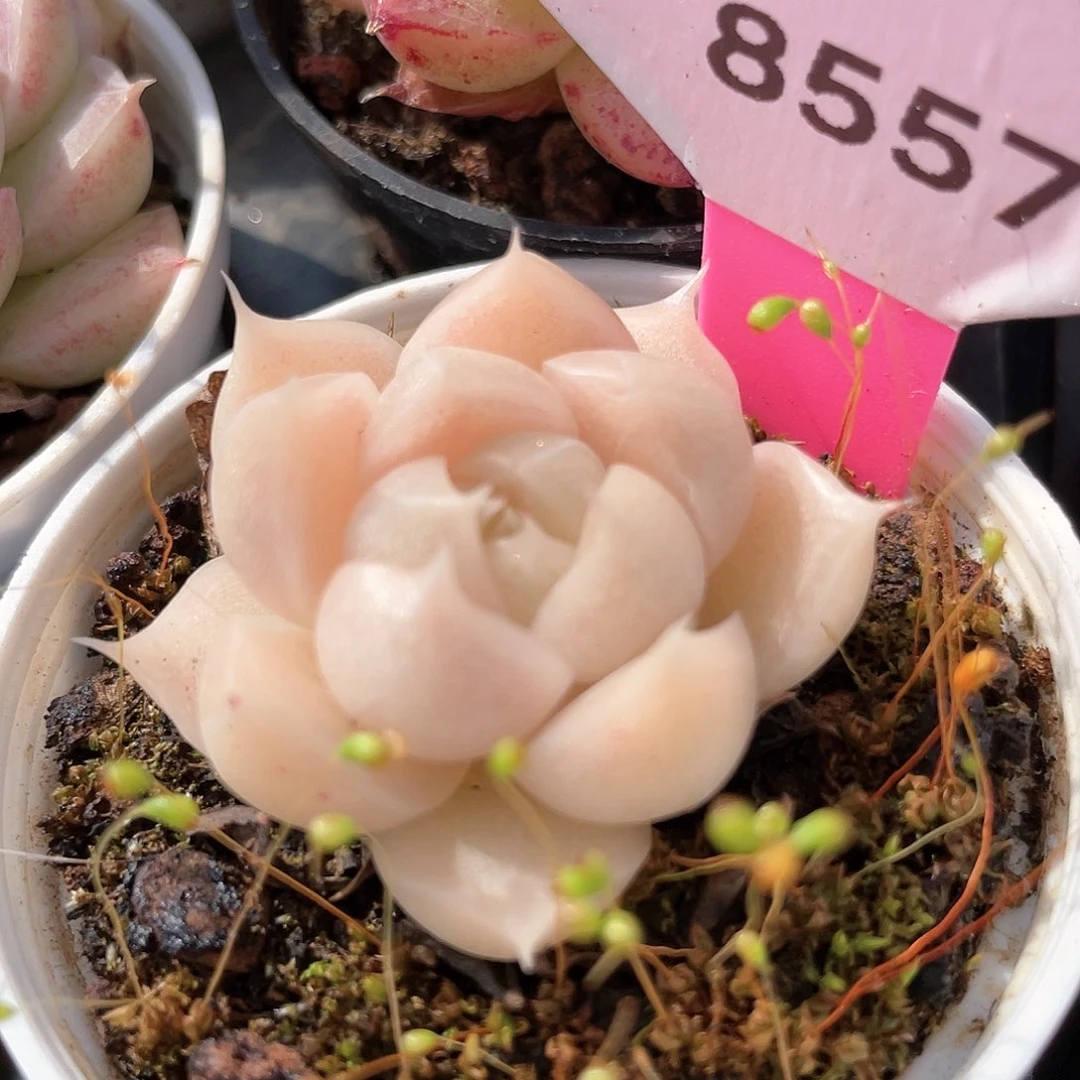 优选麦秆福利8557