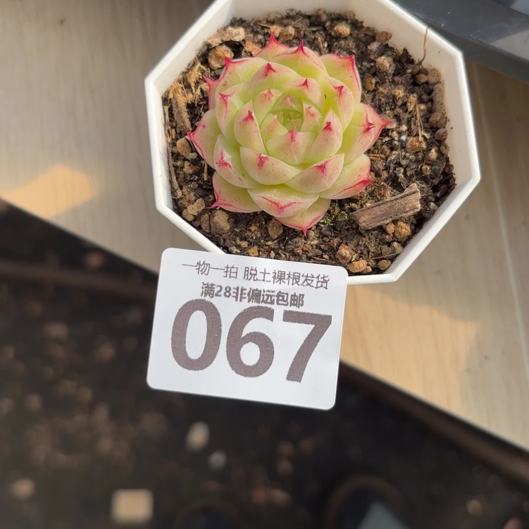 莲华单头无盆土发货