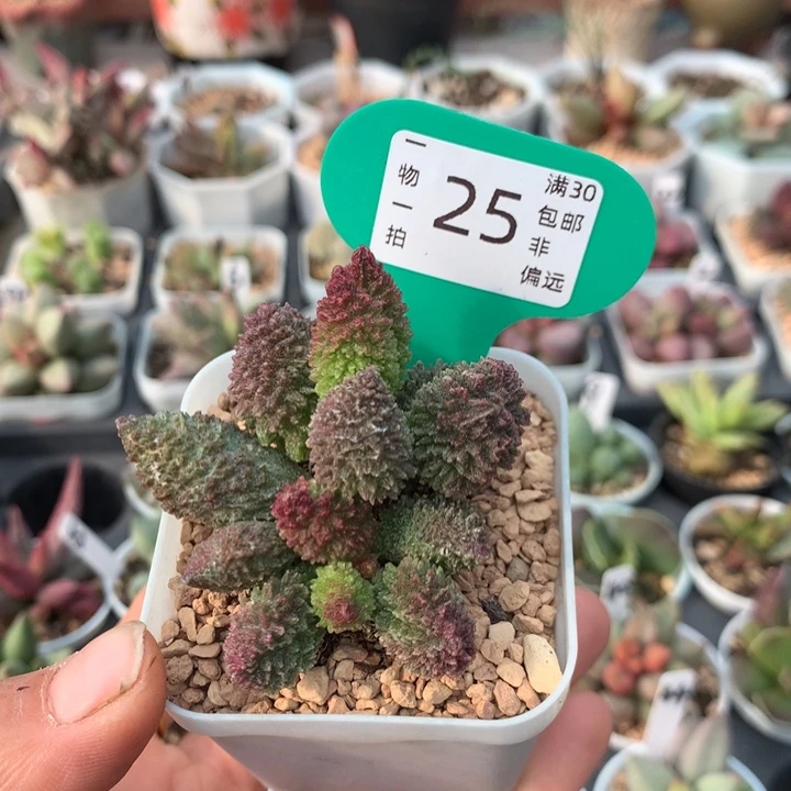 朱紫玉 多肉植物。