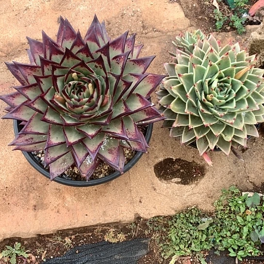 电*大肉美活动开始啦哦