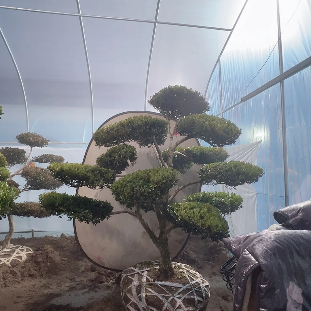 无花朵造型黄杨四季常青