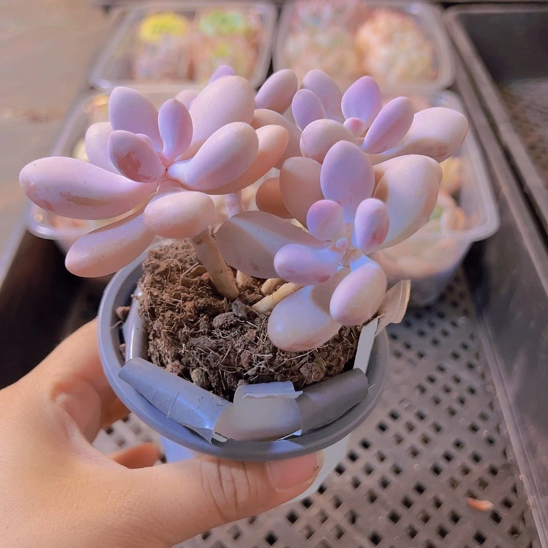 桃蛋，带盆带土发货