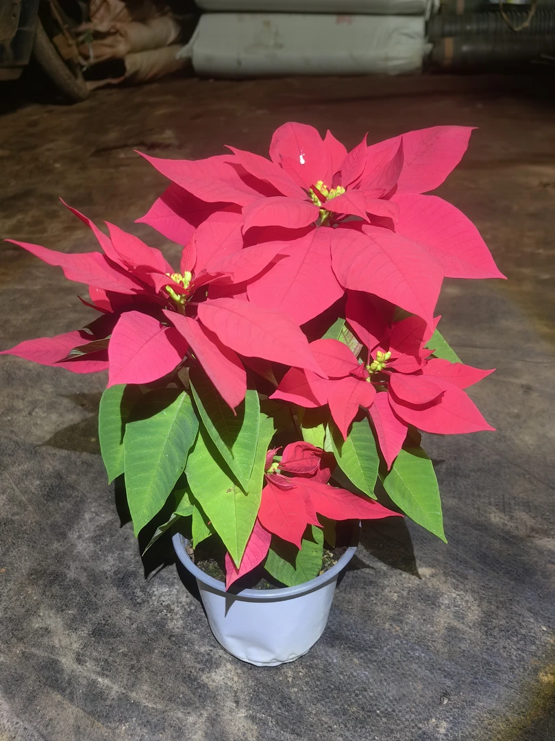 室内绿植一品红带花四季开花好养适合阳台庭院