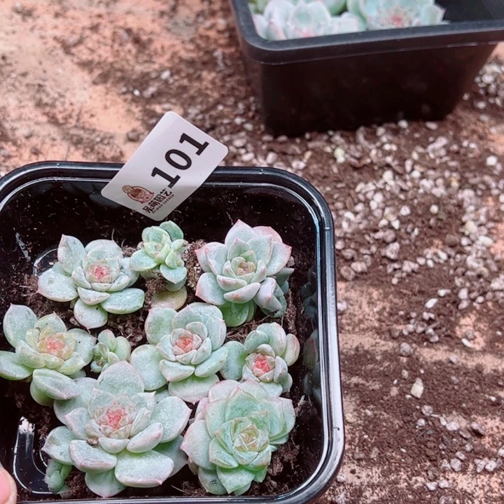 今***丶多肉植物多肉植物