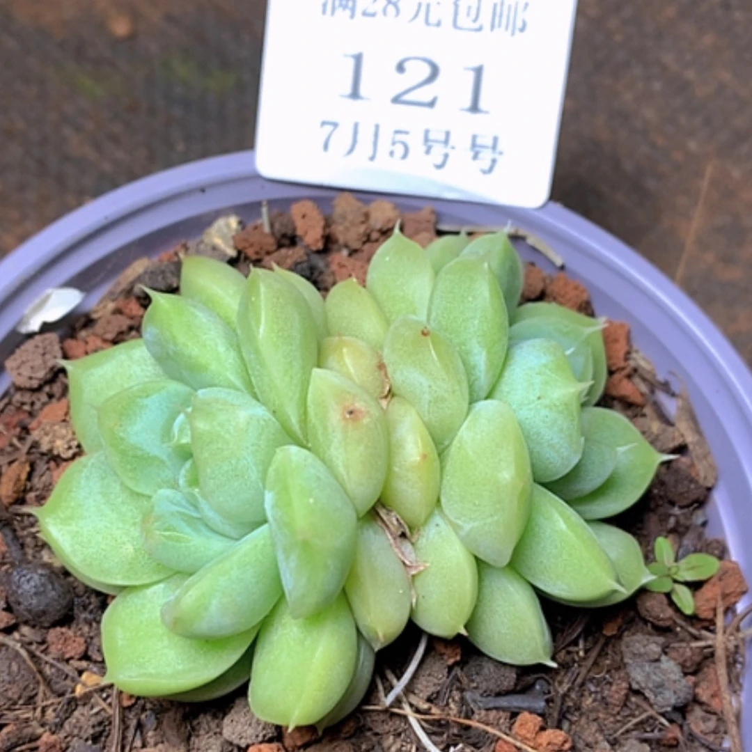 【闪购商品】云121号