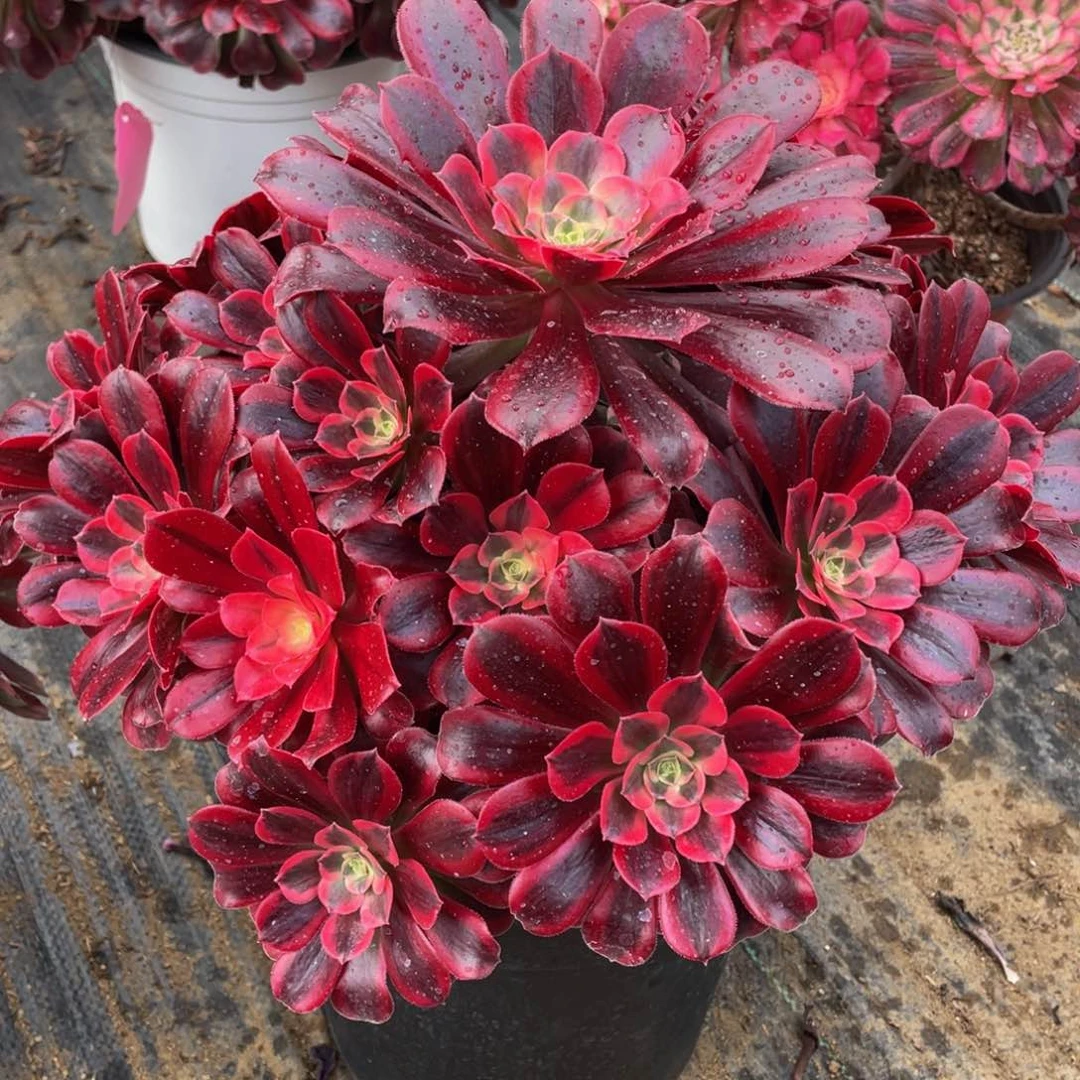 069美杜莎精品法师多肉