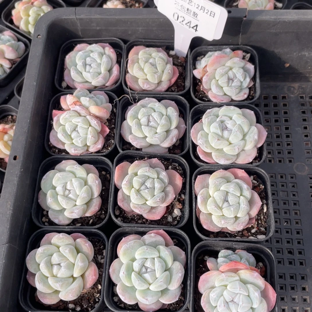 不包整散 盆子不售后0244