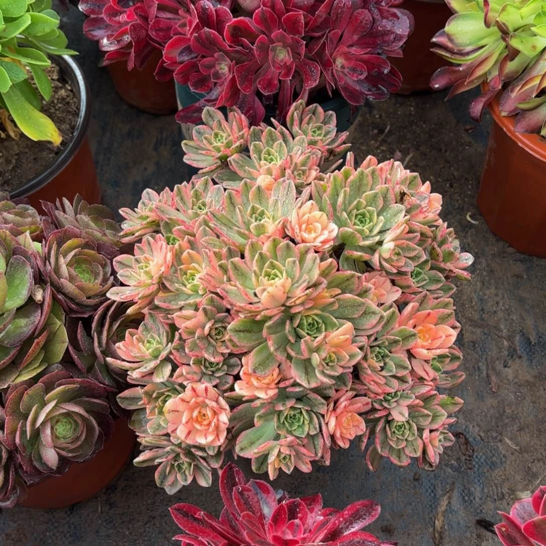 甜茶9.9多肉植物