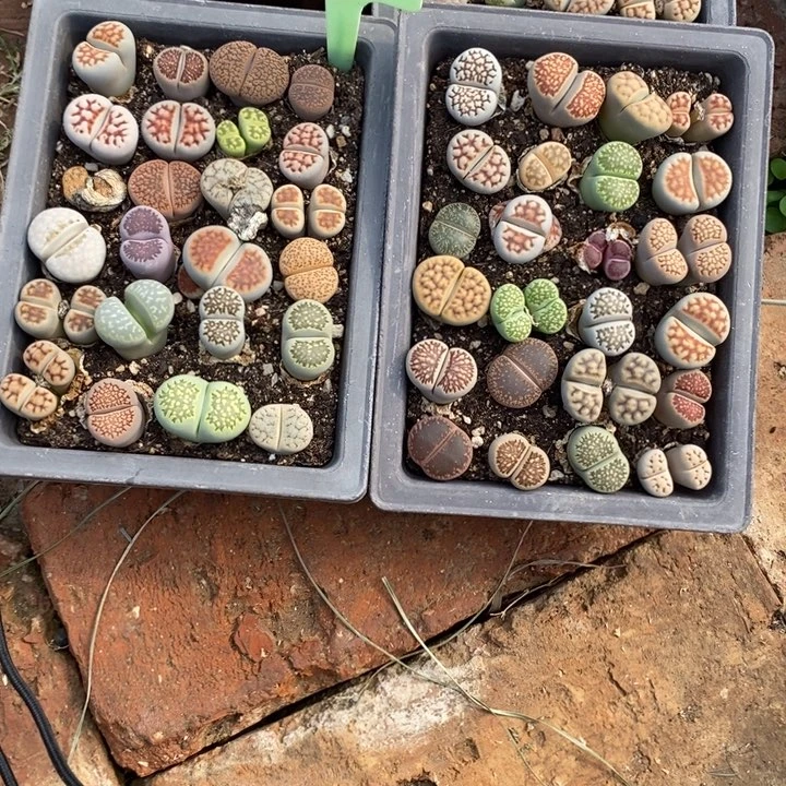 山***山生石花小苗510