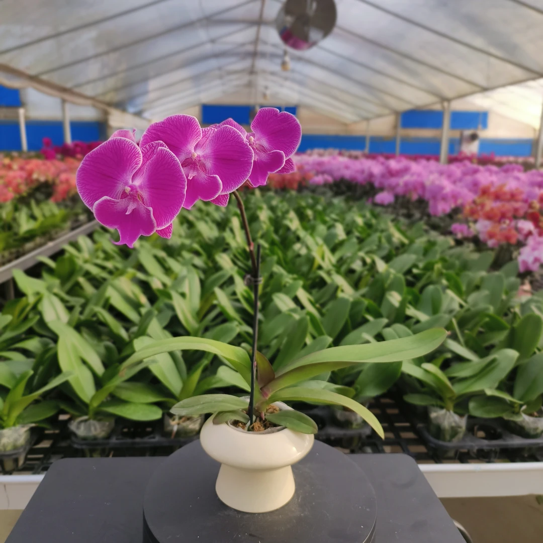 【芭菲娜】高贵紫红稀缺品种蝴蝶兰