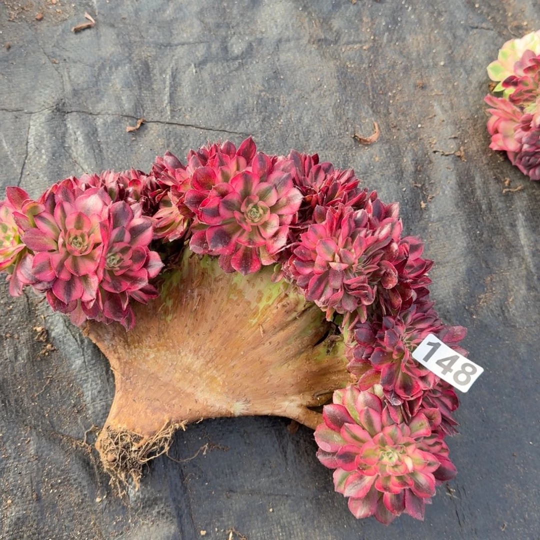 148多肉植物倾城缀