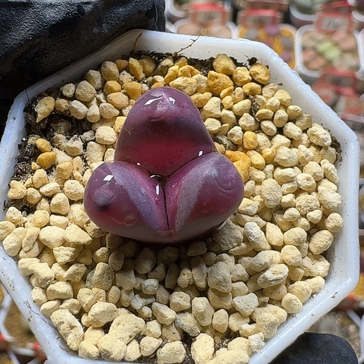 生石花3:：：，。 52号。 1.8左右