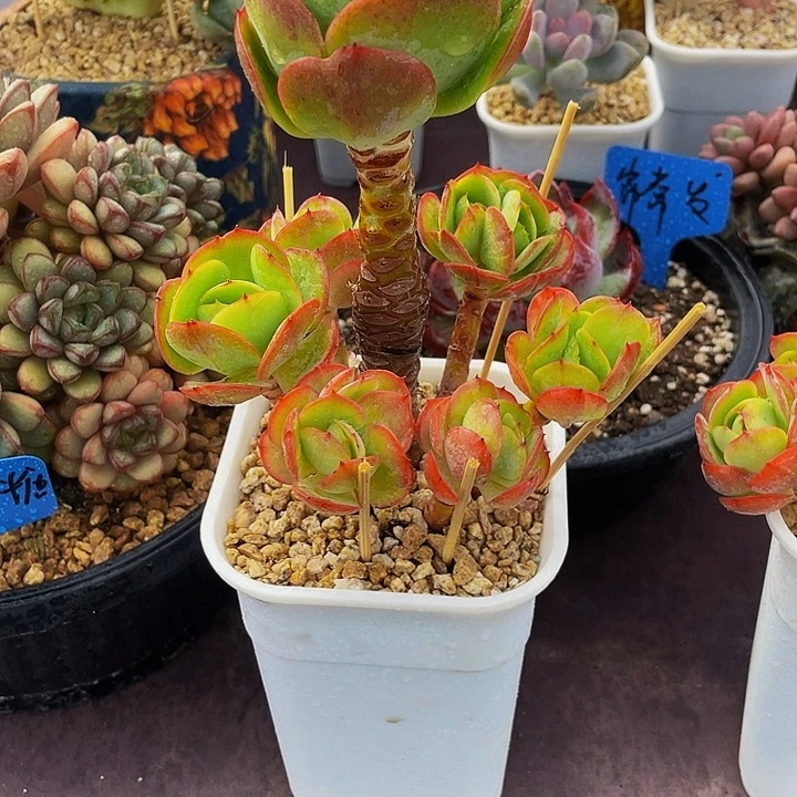 一****多肉植物碧桃发货