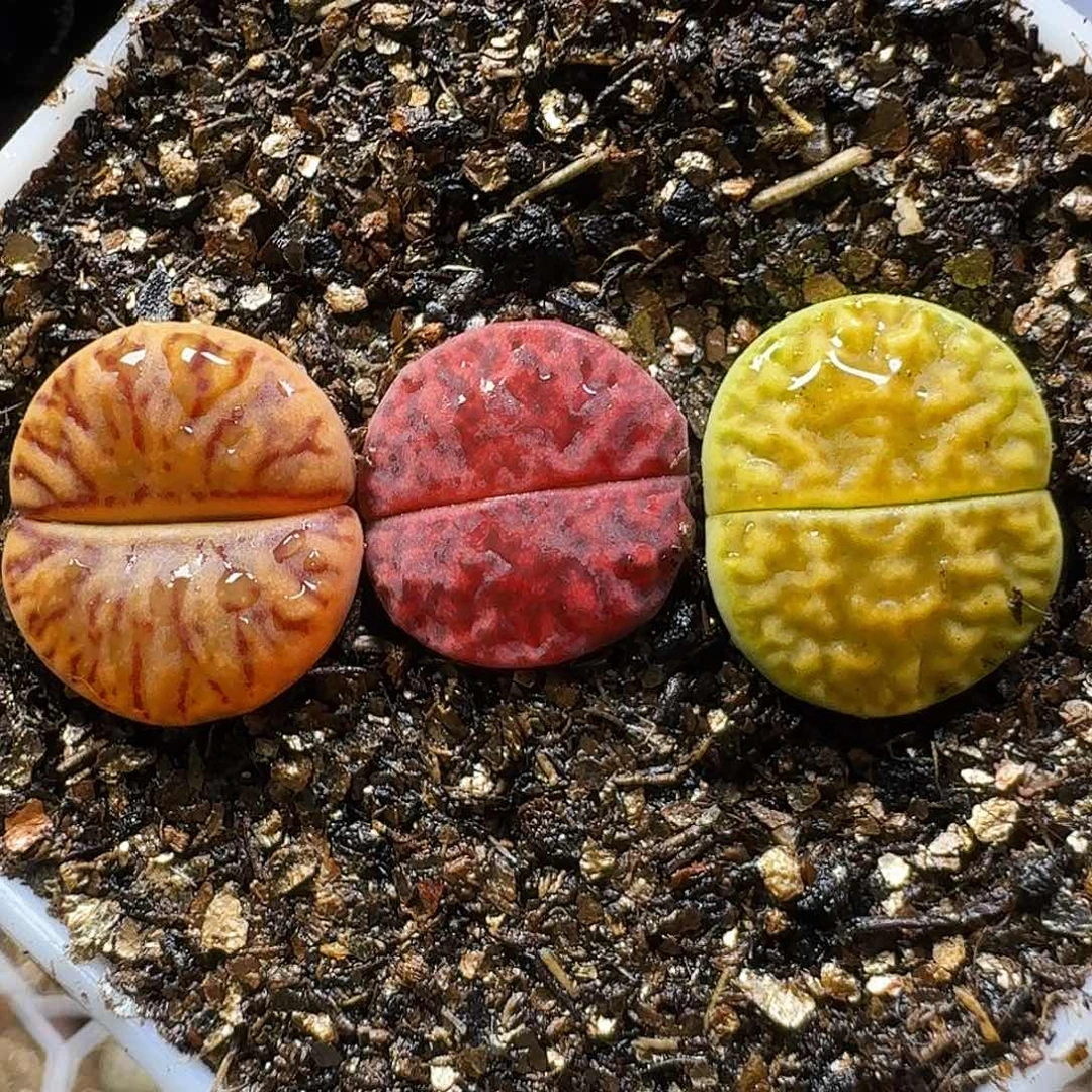 生石花111111。  157
