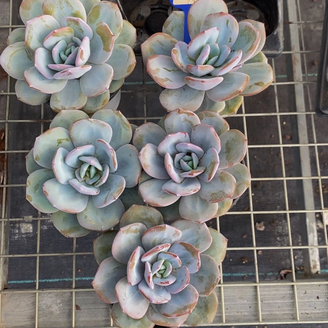 7-精品超大母本奶茶单头一个