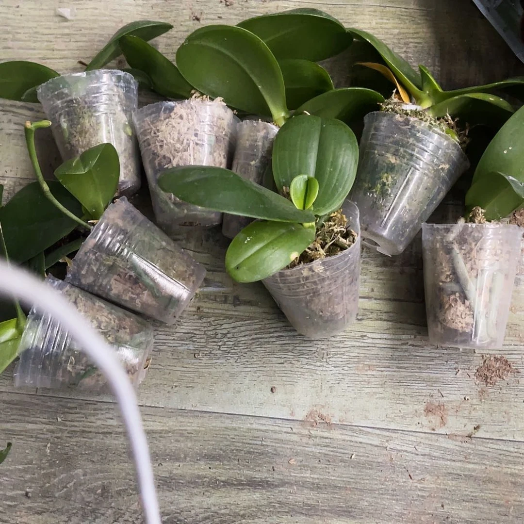 当前无花栽培后可以开花熹*国王1.7微瑕