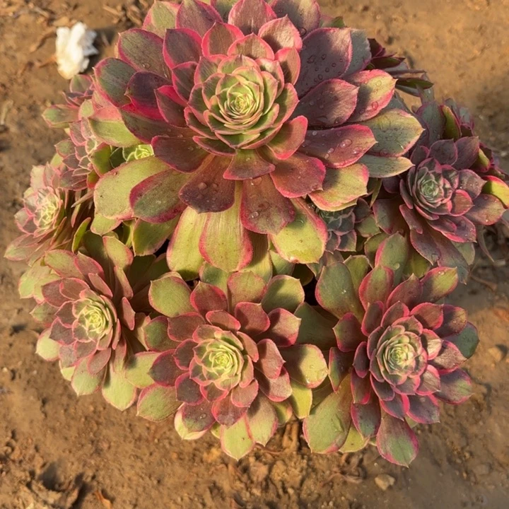多肉植物法师莲花座1