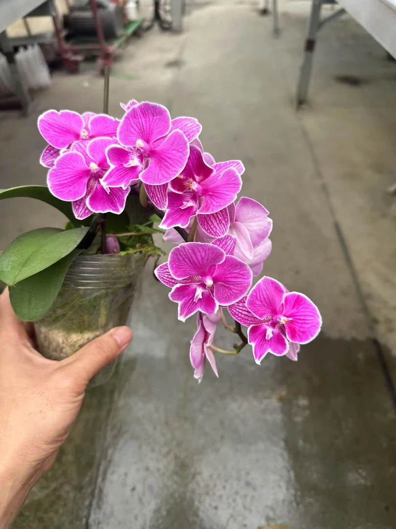 红豆蝴蝶兰，单颗