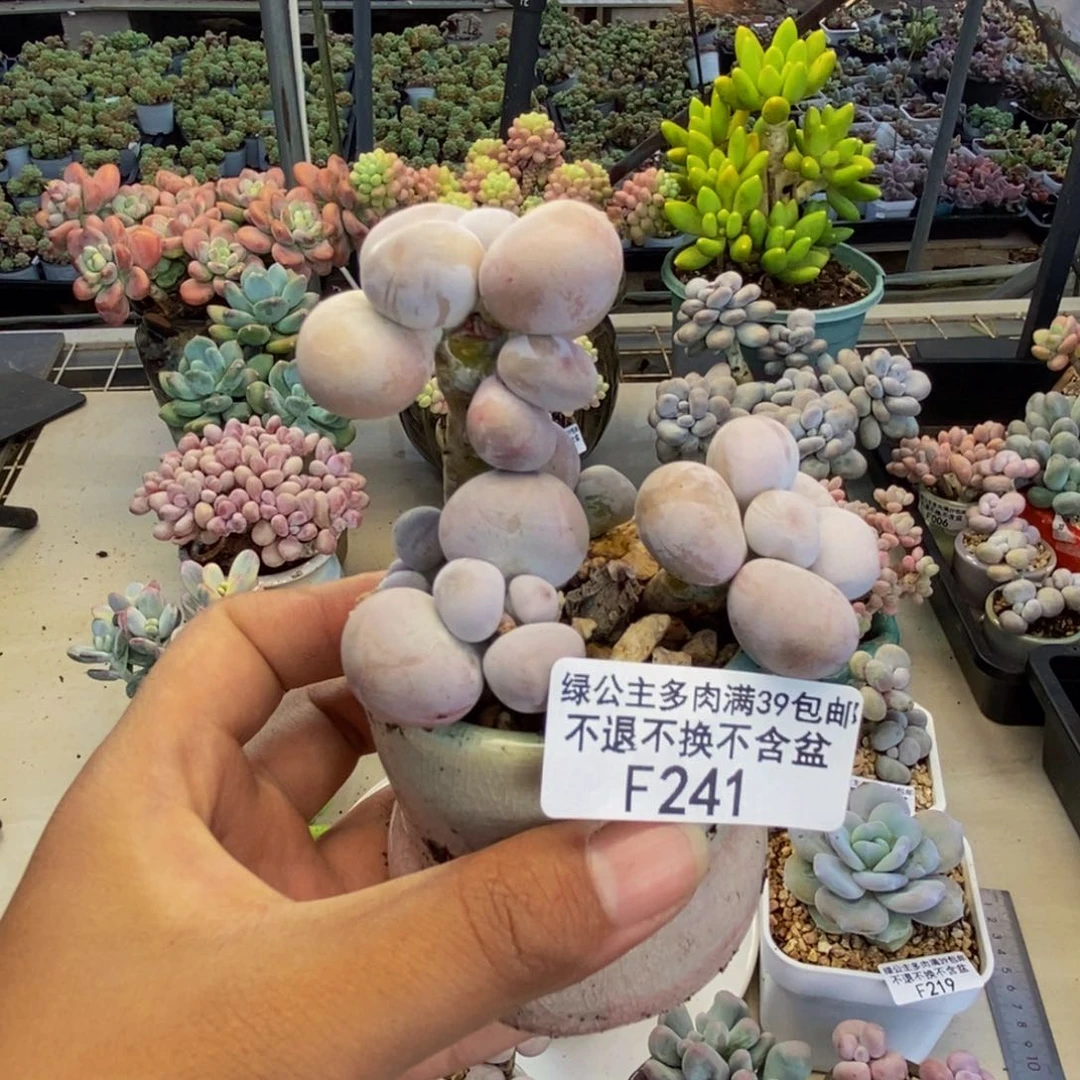 241芭比奶多肉7cm