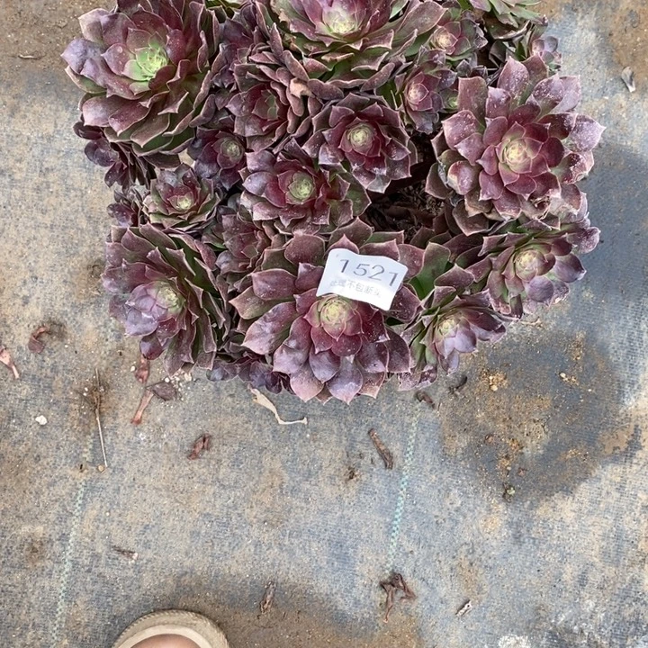 赤焰莲多肉断头不包1521