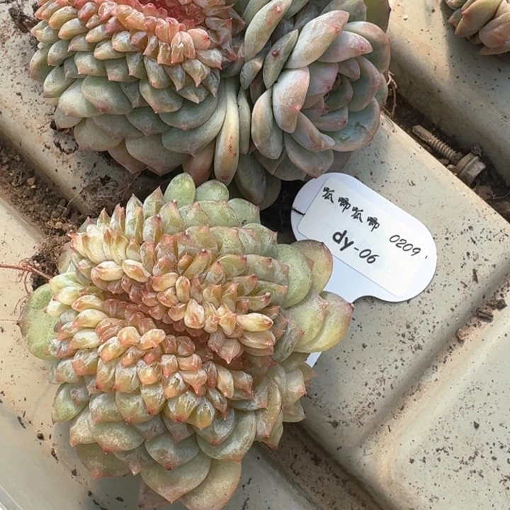 红陶大**子0209-06-两颗大包