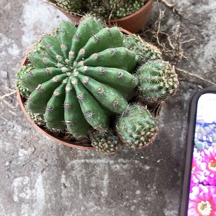 2个龙桃，5公分左右