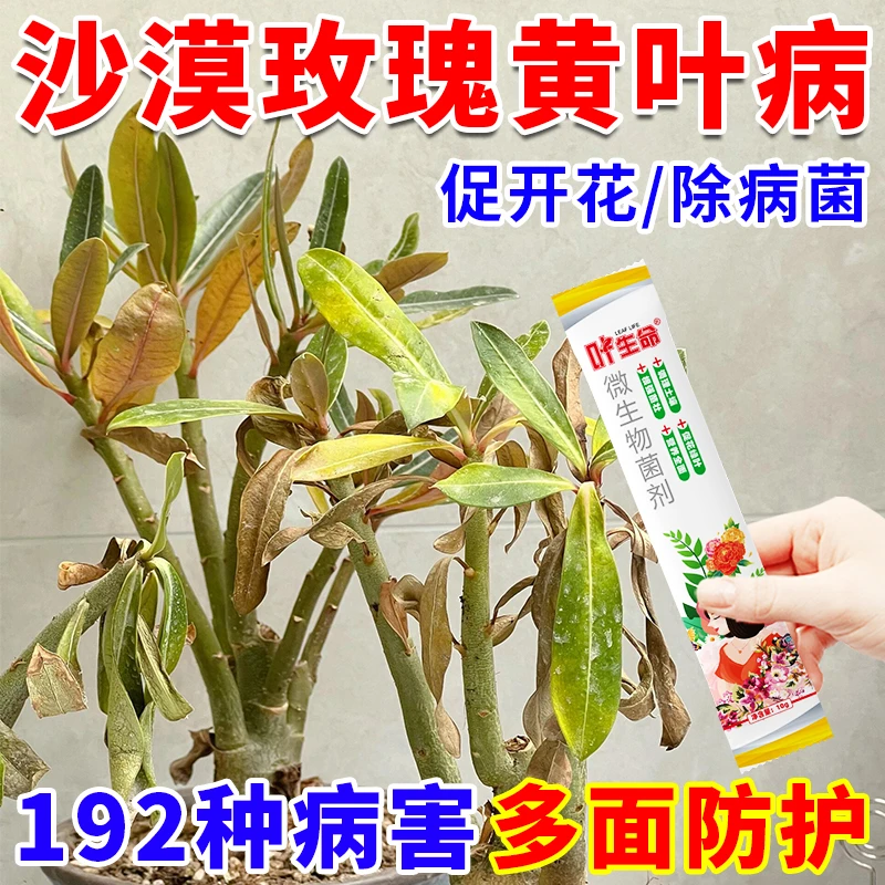 沙漠玫瑰专用药黄叶掉叶枯枝不开花专用绿叶壮苗促开花微生物菌肥