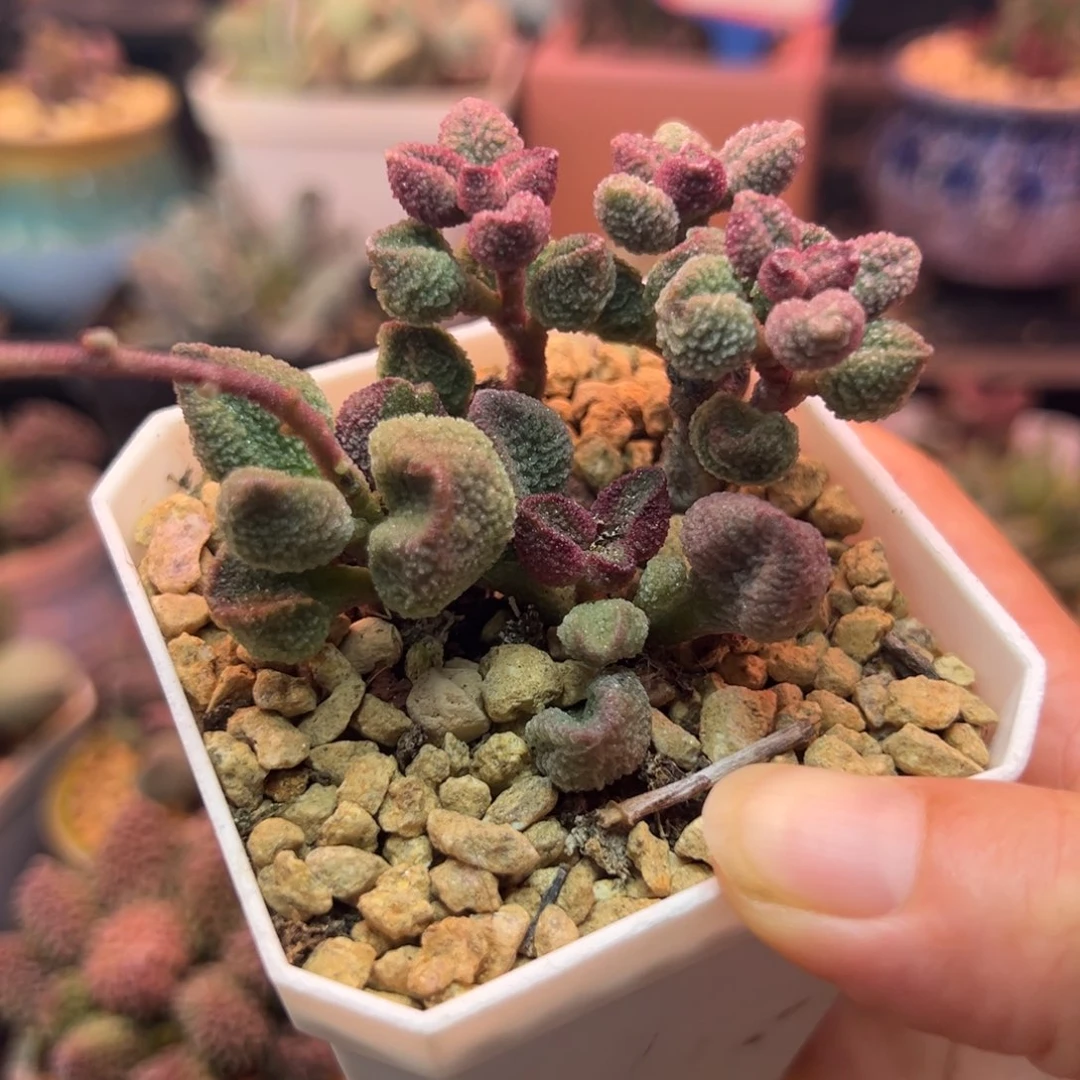 一物一拍，感谢支持