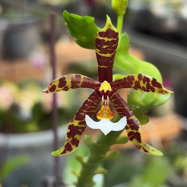 大部分花苞少量开放黑豹