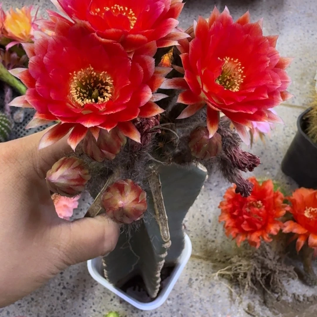 310嫁接丽花量天尺小脱土发货掰花