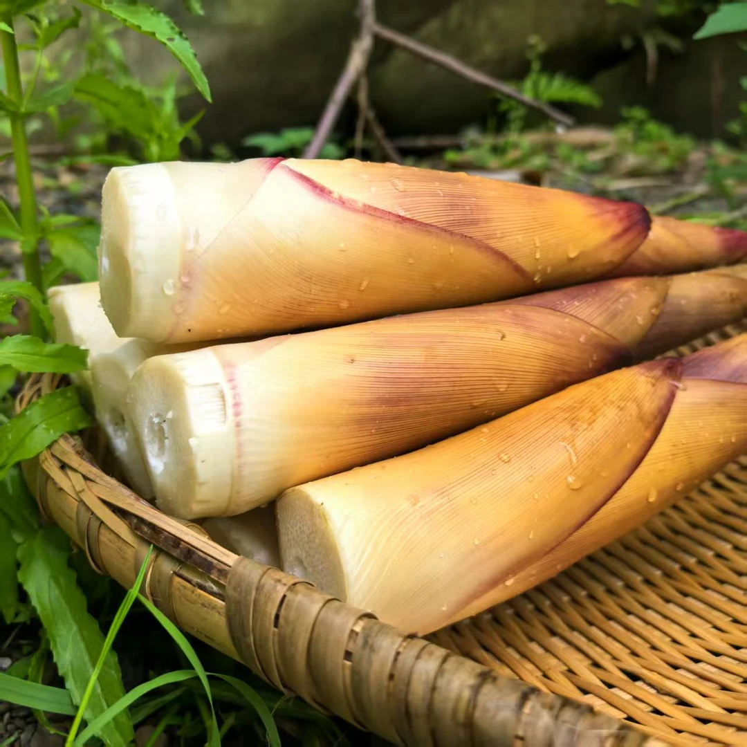 新鲜苦竹笋四川宜宾苦笋当季新鲜竹笋高山野生现挖带壳甜笋大苦笋