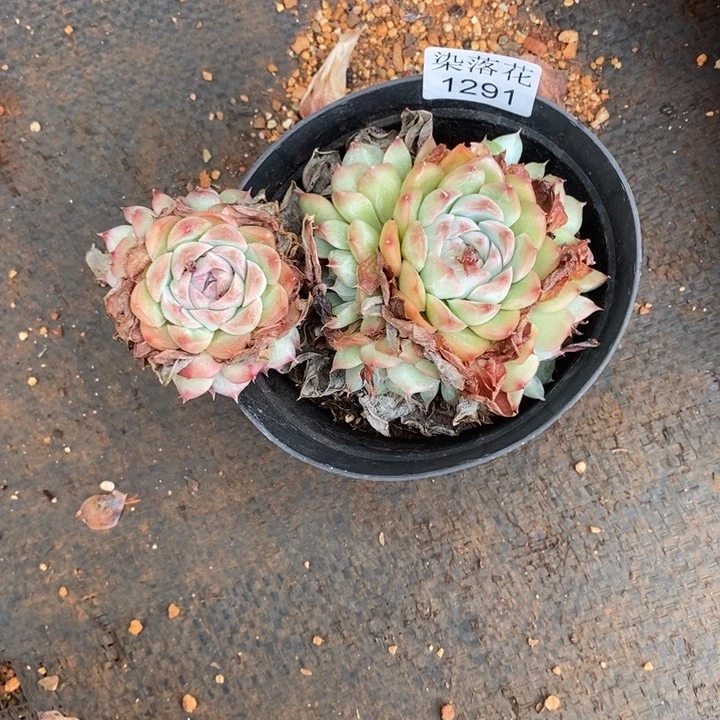 ***气精品多肉植物1291