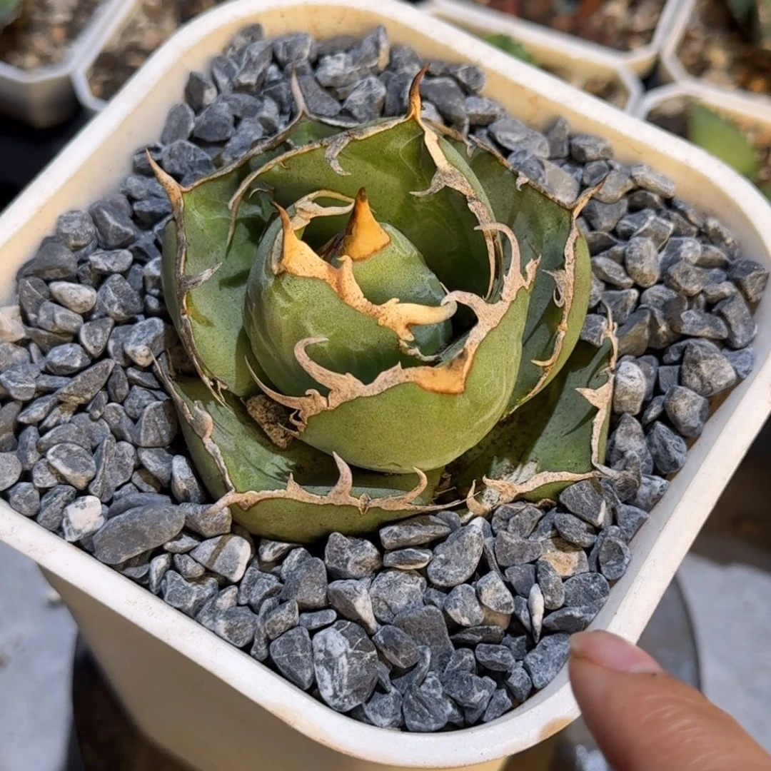 龙舌兰仁王冠卡比兽