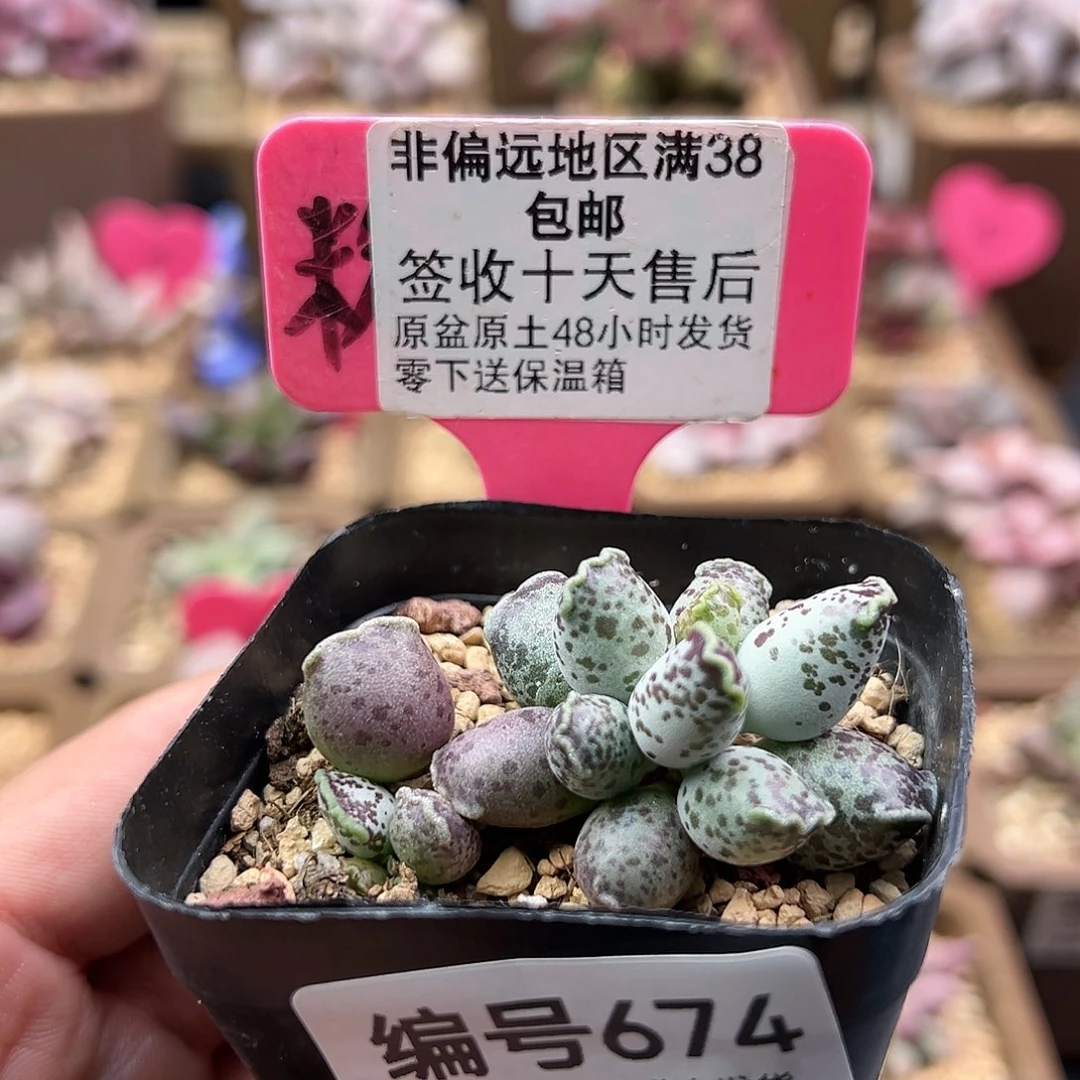 ?***心674达摩海豹多肉植物